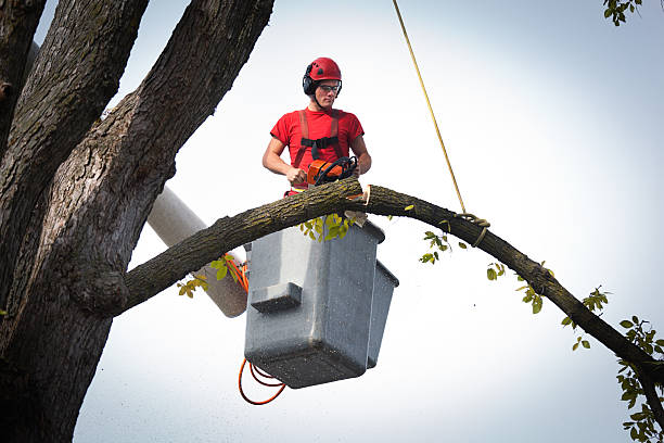 How Our Tree Care Process Works  in  Springfield, CO